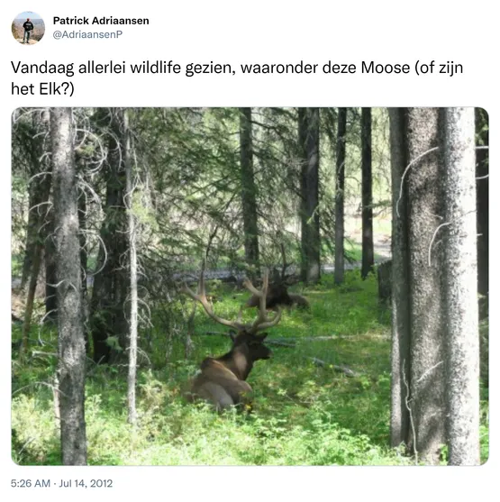 Vandaag allerlei wildlife gezien, waaronder deze Moose (of zijn het Elk?) http://t.co/wIOC5TgJ