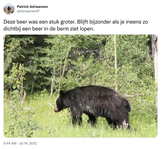 Deze beer was een stuk groter. Blijft bijzonder als je ineens zo dichtbij een beer in de berm ziet lopen. http://t.co/jajBNM3s
