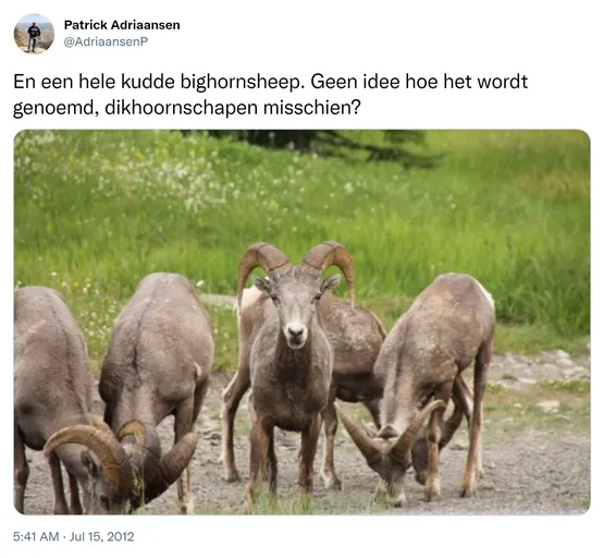 En een hele kudde bighornsheep. Geen idee hoe het wordt genoemd, dikhoornschapen misschien? http://t.co/0kZAow07