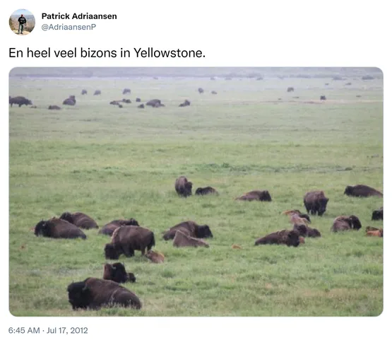 En heel veel bizons in Yellowstone. http://t.co/ctu7yST4