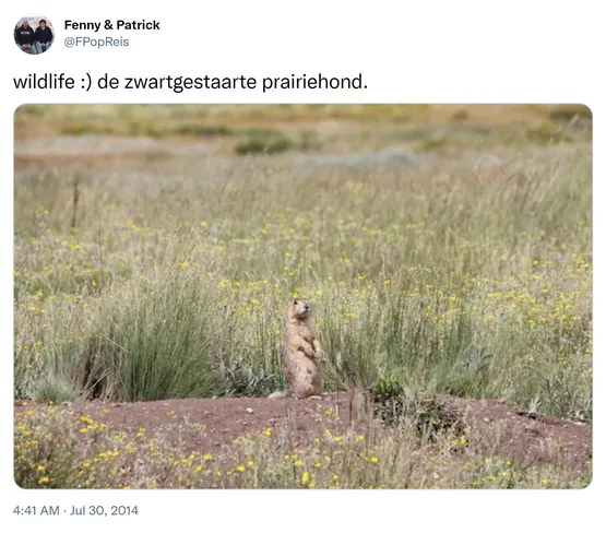 wildlife :) de zwartgestaarte prairiehond. http://t.co/D9ToceAByj
