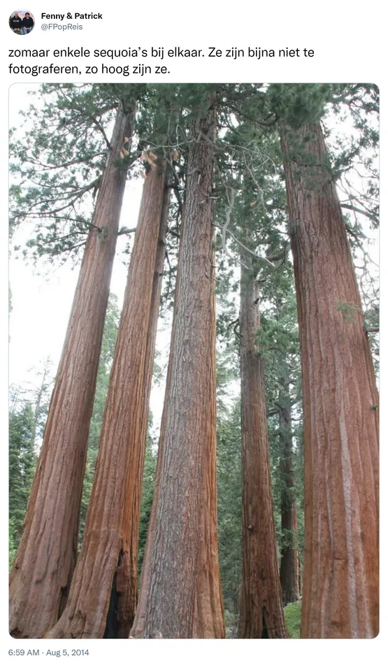 zomaar enkele sequoia’s bij elkaar. Ze zijn bijna niet te fotograferen, zo hoog zijn ze. http://t.co/8ywr5CkhHK
