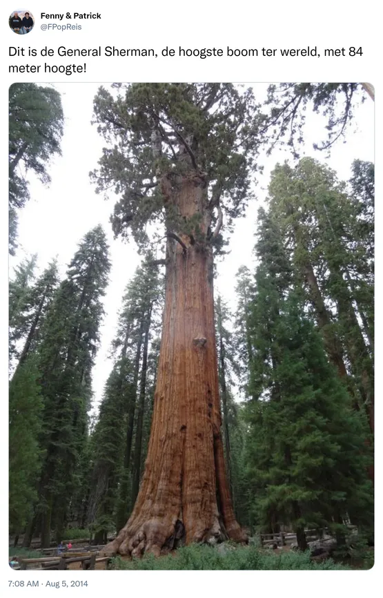 Dit is de General Sherman, de hoogste boom ter wereld, met 84 meter hoogte! http://t.co/uC0C1YRCZY 