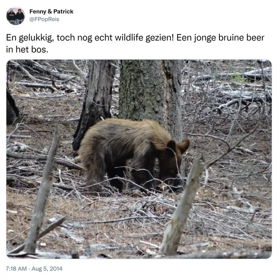 En gelukkig, toch nog echt wildlife gezien! Een jonge bruine beer in het bos. http://t.co/KOsZ9oM1DT 