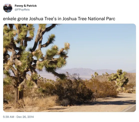 enkele grote Joshua Tree’s in Joshua Tree National Parc http://t.co/buwmw52cYd 