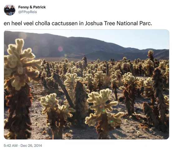 en heel veel cholla cactussen in Joshua Tree National Parc. http://t.co/wqjLQTQJIJ 