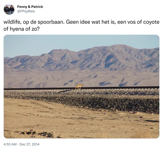 wildlife, op de spoorbaan. Geen idee wat het is, een vos of coyote of hyena of zo? http://t.co/rAEqfxcTGG
