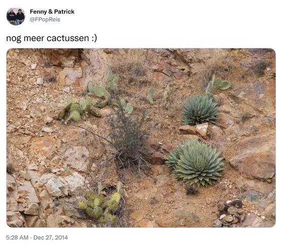 nog meer cactussen :) http://t.co/dM6uQXUwoi
