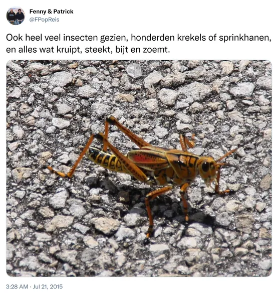 Ook heel veel insecten gezien, honderden krekels of sprinkhanen, en alles wat kruipt, steekt, bijt en zoemt. http://t.co/rK84sHE8Hx