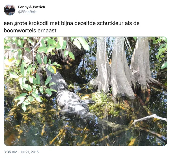 een grote krokodil met bijna dezelfde schutkleur als de boomwortels ernaast http://t.co/DhBgr5POHn