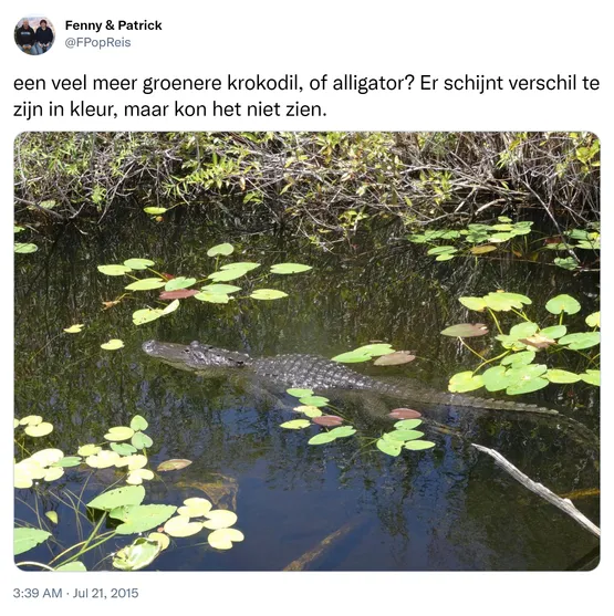 een veel meer groenere krokodil, of alligator? Er schijnt verschil te zijn in kleur, maar kon het niet zien. http://t.co/TPA7R0ypX8