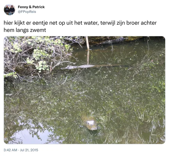 hier kijkt er eentje net op uit het water, terwijl zijn broer achter hem langs zwemt http://t.co/8qlsKW4r7Z