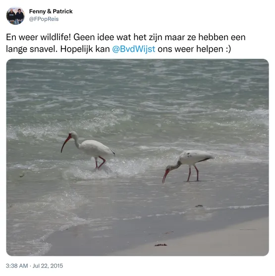 En weer wildlife! Geen idee wat het zijn maar ze hebben een lange snavel. Hopelijk kan @BvdWijst ons weer helpen :) http://t.co/sHba6jo6is