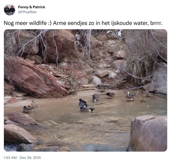 Nog meer wildlife :) Arme eendjes zo in het ijskoude water, brrrr. https://t.co/YXfFnUvYxt 