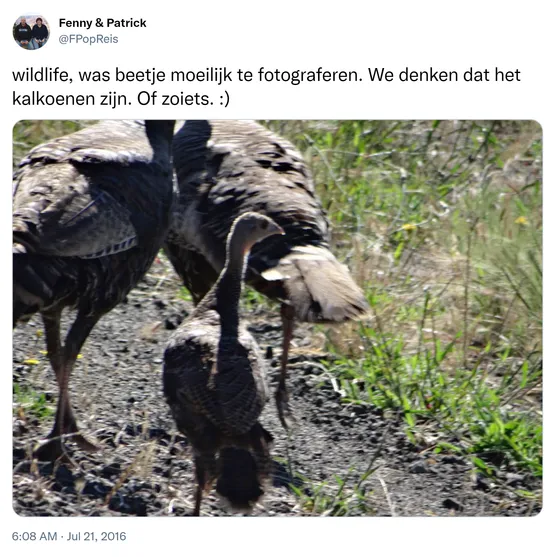 wildlife, was beetje moeilijk te fotograferen. We denken dat het kalkoenen zijn. Of zoiets. :) https://t.co/O2zLbBfCue