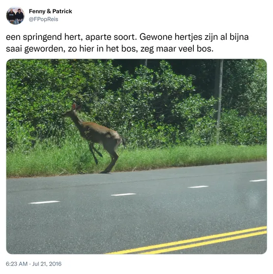 een springend hert, aparte soort. Gewone hertjes zijn al bijna saai geworden, zo hier in het bos, zeg maar veel bos. https://t.co/p6TnQeNeMV