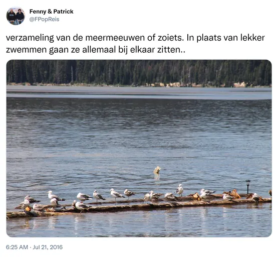 verzameling van de meermeeuwen of zoiets. In plaats van lekker zwemmen gaan ze allemaal bij elkaar zitten.. https://t.co/TCC7rS6KE7