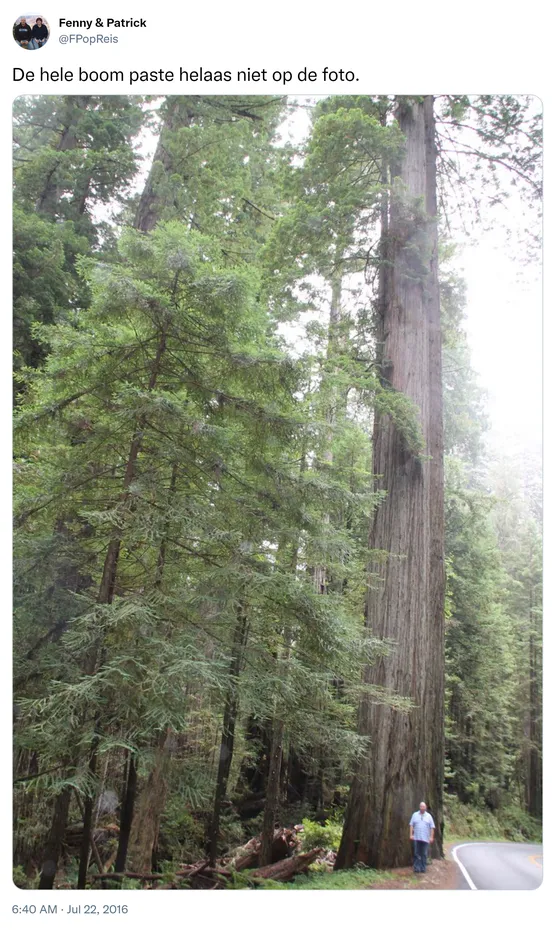 De hele boom paste helaas niet op de foto. https://t.co/QWWcnT40A0