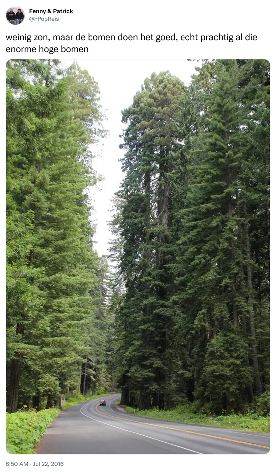 weinig zon, maar de bomen doen het goed, echt prachtig al die enorme hoge bomen https://t.co/PYtkuj8v0v 