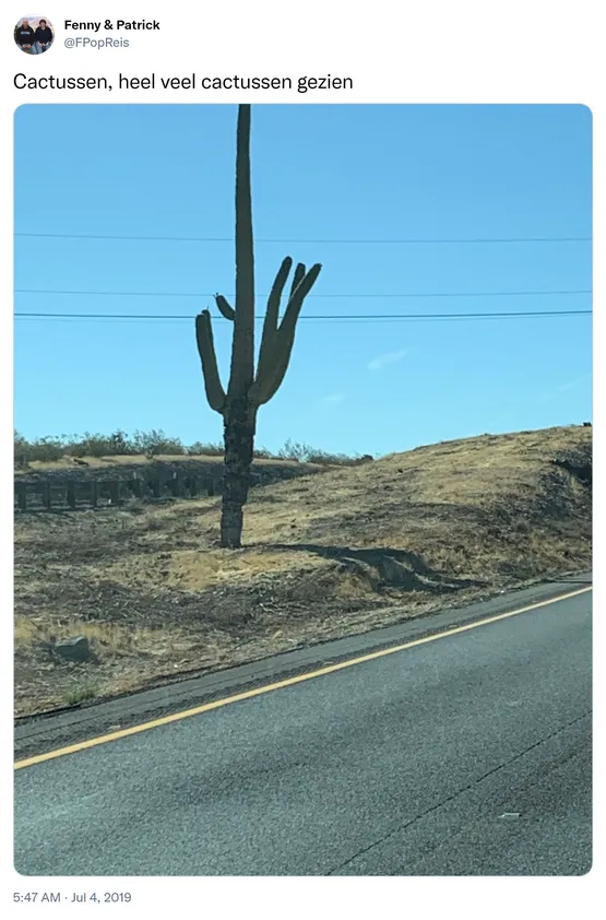 Cactussen, heel veel cactussen gezien https://t.co/4uANReYpEI

