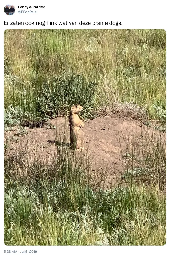 Er zaten ook nog flink wat van deze prairie dogs. https://t.co/nNZKEfTzNN 