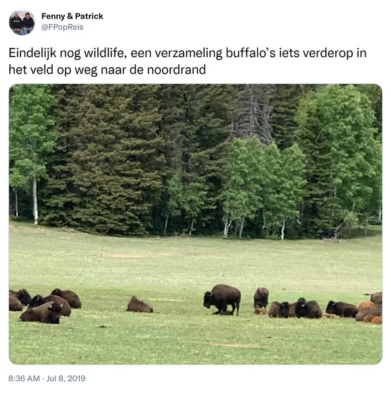 Eindelijk nog wildlife, een verzameling buffalo’s iets verderop in het veld op weg naar de noordrand https://t.co/xZvSO2cYQe 