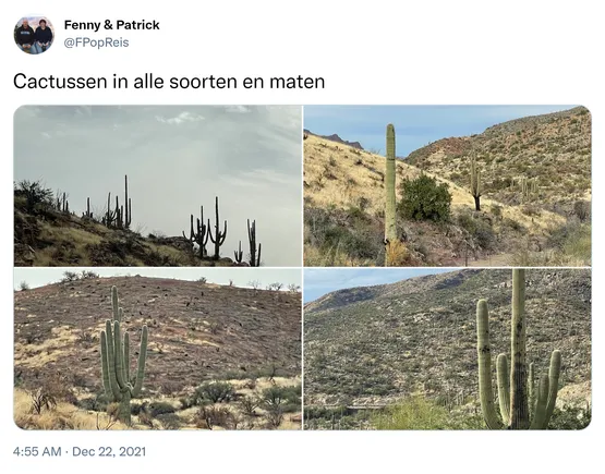 Cactussen in alle soorten en maten https://t.co/VHgZ8VAltn