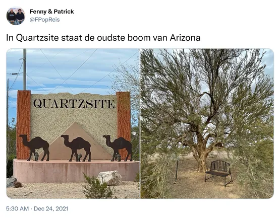 In Quartzsite staat de oudste boom van Arizona https://t.co/zVFgsiOZ4g