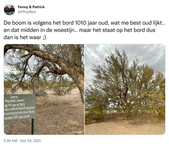 De boom is volgens het bord 1010 jaar oud, wat me best oud lijkt.. en dat midden in de woestijn.. maar het staat op het bord dus dan is het waar ;) https://t.co/EW1K5rVN26