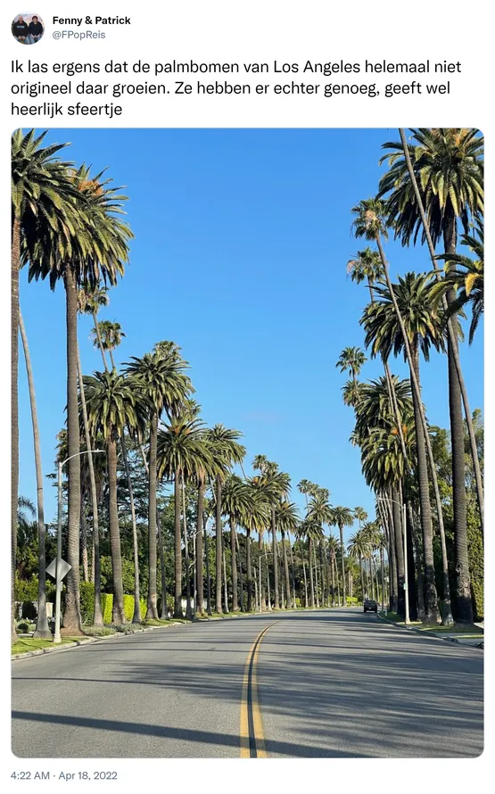 Ik las ergens dat de palmbomen van Los Angeles helemaal niet origineel daar groeien. Ze hebben er echter genoeg, geeft wel heerlijk sfeertje https://t.co/Bqd789Y599
