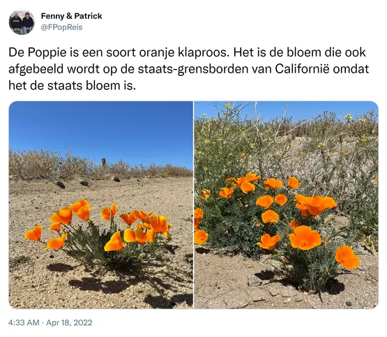 De Poppie is een soort oranje klaproos. Het is de bloem die ook afgebeeld wordt op de staats-grensborden van Californië omdat het de staats bloem is. https://t.co/CO6Mxuagdq
