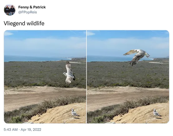 Vliegend wildlife https://t.co/10RJQ6byK9 