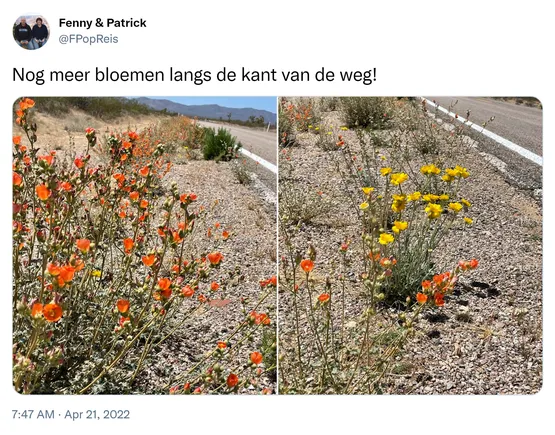 Nog meer bloemen langs de kant van de weg! https://t.co/pjV0fAFcUE
