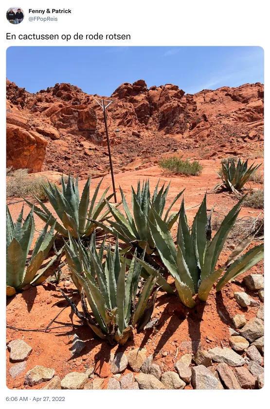 En cactussen op de rode rotsen https://t.co/1Cgp2M0Gi5 