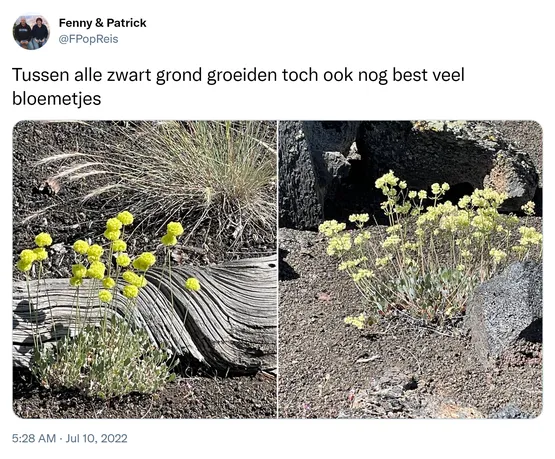 Tussen alle zwart grond groeiden toch ook nog best veel bloemetjes https://t.co/CWjqMkfwTO
