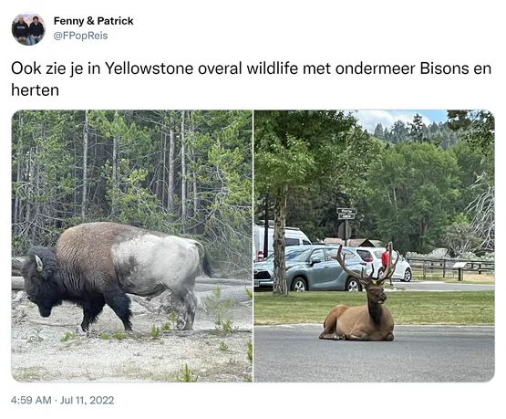 Ook zie je in Yellowstone overal wildlife met ondermeer Bisons en herten https://t.co/R07nZ9FpPk 