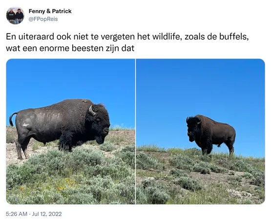 En uiteraard ook niet te vergeten het wildlife, zoals de buffels, wat een enorme beesten zijn dat https://t.co/u7CXdYzDU6
