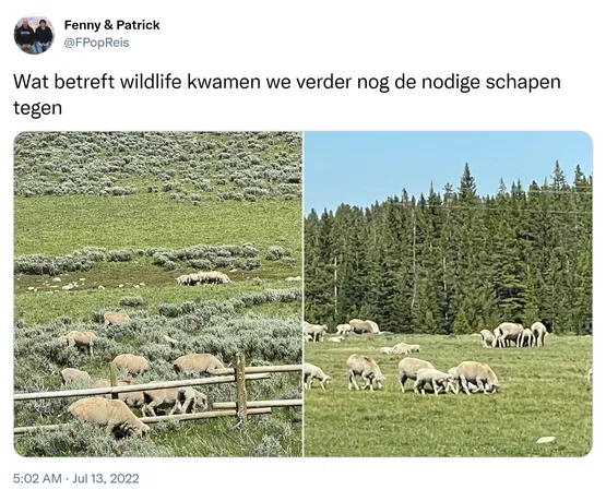 Wat betreft wildlife kwamen we verder nog de nodige schapen tegen https://t.co/EjrZQWe6il