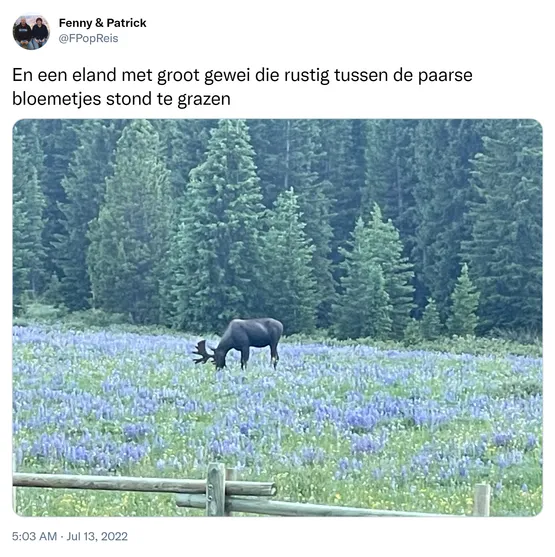 En een eland met groot gewei die rustig tussen de paarse bloemetjes stond te grazen https://t.co/xQvRVEQJPV
