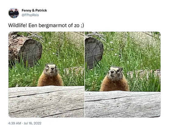 Wildlife! Een bergmarmot of zo ;) https://t.co/pWMOpaWzcQ 