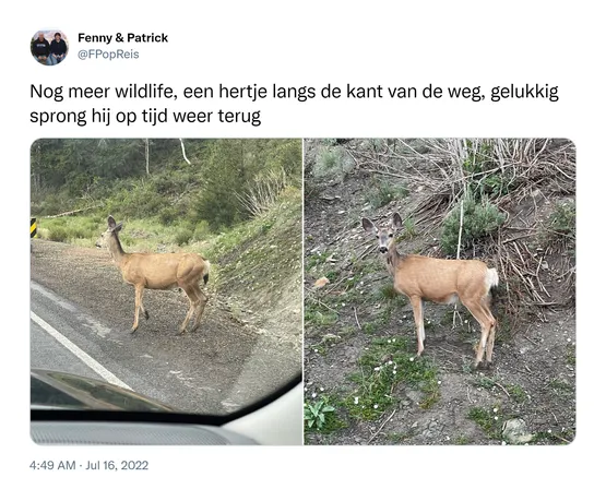 Nog meer wildlife, een hertje langs de kant van de weg, gelukkig sprong hij op tijd weer terug https://t.co/V9uUfuBHOM
