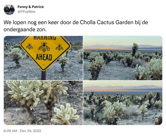 We lopen nog een keer door de Cholla Cactus Garden bij de ondergaande zon. https://t.co/TxUfl9pL92 