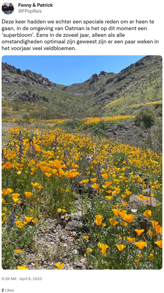 Deze keer hadden we echter een speciale reden om er heen te gaan, in de omgeving van Oatman is het op dit moment een ‘superbloom’. Eens in de zoveel jaar, alleen als alle omstandigheden optimaal zijn geweest zijn er een paar weken in het voorjaar veel veldbloemen. https://t.co/9inFdQeyg6 