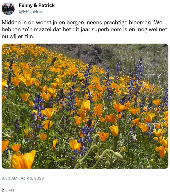 Midden in de woestijn en bergen ineens prachtige bloemen. We hebben zo’n mazzel dat het dit jaar superbloom is en  nog wel net nu wij er zijn. https://t.co/BAiNX2ozPk
