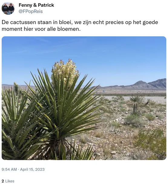 De cactussen staan in bloei, we zijn echt precies op het goede moment hier voor alle bloemen. https://t.co/qdmRuerSlZ
